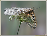 Apollon